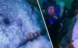 Video: Cá “mặt quỷ” nhe hàm răng sát thủ dọa dẫm thợ lặn