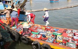 Quảng Trị: Điều tra nguyên nhân cá chết ở bờ biển Vĩnh Linh