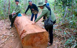 Làm mất gỗ, sợ bị xử lý nên bịa chuyện lâm tặc chặn đường cướp