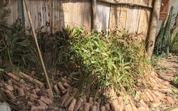 Quảng Ngãi: Cây giống hỗ trợ bị dân vứt bỏ chỏng chơ ngoài vườn