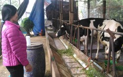 Vụ sát hại bò sữa ở Vĩnh Phúc: Đã trả lại tiền “chạy hóa đơn đỏ"