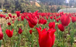 Giới trẻ phát sốt với cánh đồng hoa tulip ở cao nguyên Lào Cai