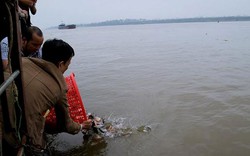 Phóng sinh cá chim trắng xuống sông Hồng: Báo cáo Chính phủ vụ việc