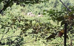 Quảng Nam: Khẩn trương bảo vệ đàn voi xuất hiện ở bìa rừng