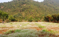 Vườn hoa tam giác mạch bung nở giữa tháng Giêng ở vùng đất 3 vua