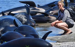 New Zealand đối phó 400 xác cá voi sắp phát nổ