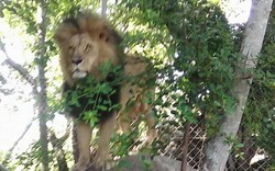 Sư tử châu Phi lao ra từ bụi rậm, vồ người đang chụp ảnh