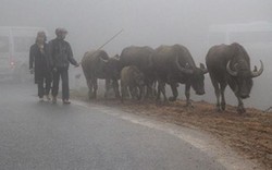 Hàng loạt trâu ở Sa Pa bị chết vì rét kéo dài