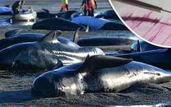 Hàng trăm cá voi chết dạt bờ, sắp xảy ra siêu động đất?