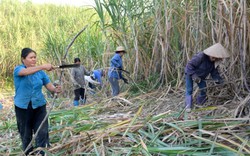 Mía - cây thế mạnh của thôn Hoàng Lâu