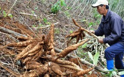 “Vỡ mộng” cây sắn tỷ đô?