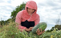 Nông dân trẻ tiên phong trồng rau an toàn