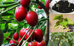 Cà chua thân gỗ - hàng hiếm xôn xao Hà thành trồng thế nào?