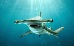 10 loài cá mập nguy hiểm nhất trong đại dương