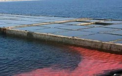 Hà Tĩnh: Xác minh dải nước màu đỏ trên bờ biển Vũng Áng