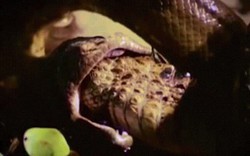 Video: Rắn anaconda sát thủ siết chết “chúa tể đầm lầy”