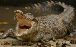 Vuốt ve cá sấu nặng 800kg, người đàn ông hối hận suốt đời