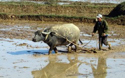 “Thạc sỹ nông nghiệp miêu tả con trâu không biết cái sừng trước hay cái tai trước!”