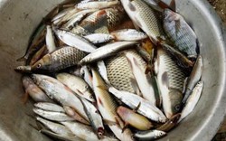 Thanh Hóa: Một buổi vớt được gần nửa tấn cá chết trên sông Âm