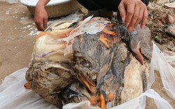 600 con vịt chết bất thường: Vì sao chưa giám định được mẫu ngô?