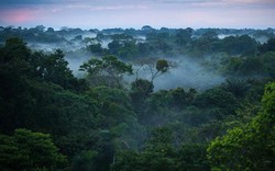 Những điều bí ẩn trong rừng Amazon khiến bạn "hết hồn"