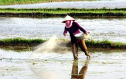 Nhờ phân Văn Điển, lúa tăng năng suất