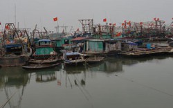 Quảng Ninh: Hơn 70 hộ dân nuôi cá lồng bè có nguy cơ vỡ nợ