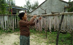 Quảng Nam: Ngư dân phơi giàn cá hố đung đưa dưới nắng
