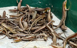Vào "ngôi nhà chung" của 60.000 con rắn mối ở Khánh Hòa