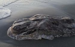 Sinh vật hình thù kì quái nhầy nhụa dạt bờ biển Úc