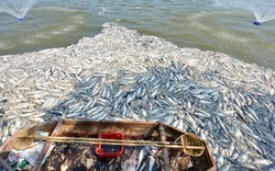 Hà Nội tạm dừng nuôi cá ở hồ Tây