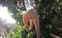 Úc: Trăn treo mình lủng lẳng, nuốt nửa người thú có túi