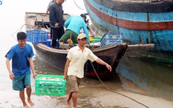 Hà Tĩnh: Bỏ lại sự cố Formosa, những con tàu lại vươn khơi xa