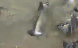 Video: Cá trê sát thủ dài 2,5m ẩn mình nuốt trọn bồ câu