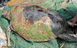 Kéo rách lưới để bắt rùa "khủng" nặng 60kg trên sông Lam
