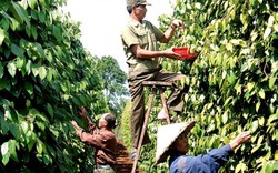 Hồ tiêu Tây Nguyên phải chăng đã hết thời hoàng kim?