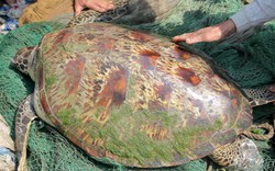 Ảnh cận cảnh rùa biển nặng gần 1 tạ mắc lưới ngư dân