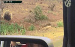 Video: Báo đốm săn nhím, bị con mồi đuổi chạy “thục mạng”