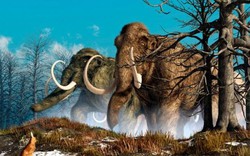 Tiết lộ lý do thực sự khiến loài voi ma mút tuyệt chủng