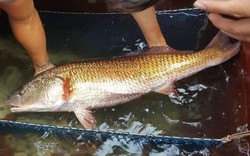 Nghệ An: Bắt được cá nặng 8kg, nghi sủ vàng quý hiếm