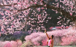 Mùa hoa anh đào đẹp rực rỡ ở Đài Loan "đốn tim" khách Việt