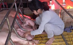 “Hot girl” 9X thiến lợn siêu tốc chia sẻ cách chăm lợn nái mới sinh