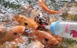 Clip: Kỳ thú hàng ngàn con cá chép tranh nhau... bú bình sữa trẻ em