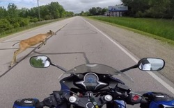 Video: Con nai băng qua đường khiến biker không kịp trở tay