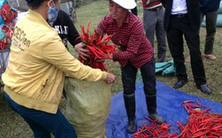 Ớt cay Khánh Dương “lên hương”