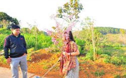 Nữ Phó Giám đốc Sở bị “tố” bẻ hoa anh đào ở Đà Lạt