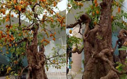 Sửng sốt với cặp khế bonsai ra quả từ gốc tới ngọn