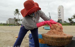 Ngư dân Đà Nẵng trúng tiền triệu mỗi đêm từ “lộc biển”