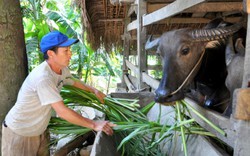 Nuôi trâu nhốt chuồng ở Nà Tang