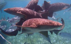 Video: Thợ lặn liều lĩnh rút dao găm trên đầu cá mập